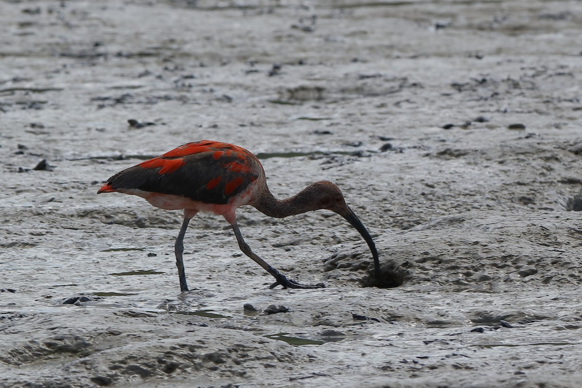 Scarlet Ibis - Holger Teichmann