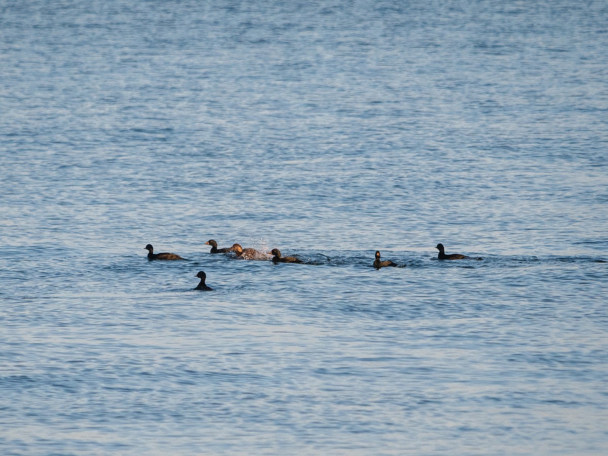 Common Scoter - Colin Leslie