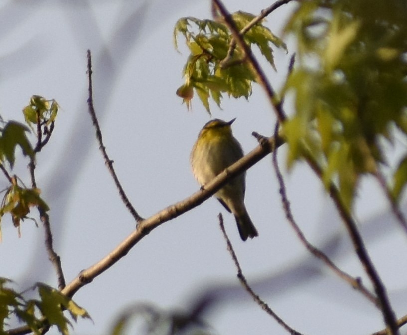 Townsend's Warbler - ML198642611