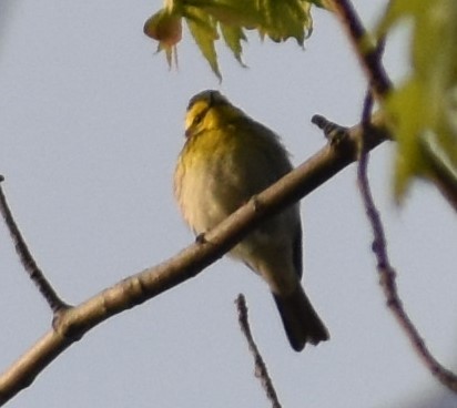 Townsend's Warbler - ML198642681