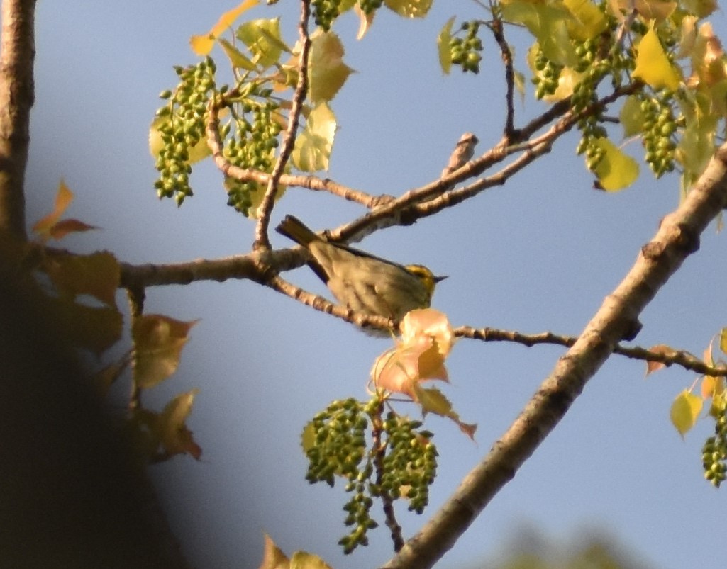 Townsend's Warbler - ML198642751