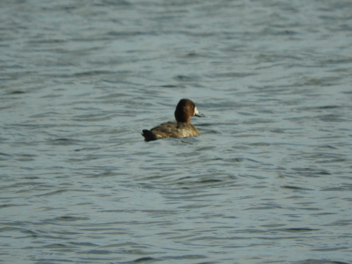 Lesser Scaup - ML198643581