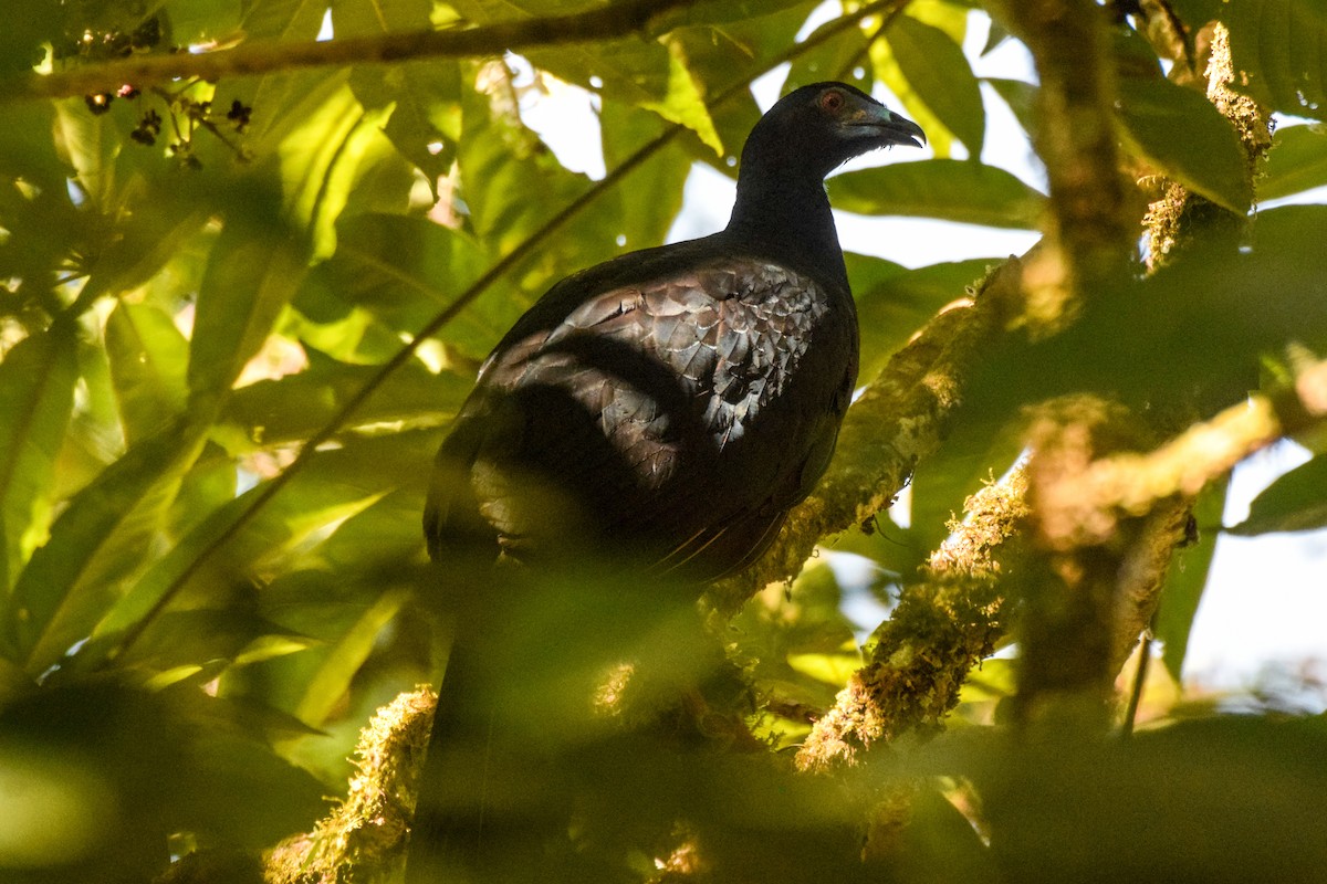 Schwarzguan - ML198643981