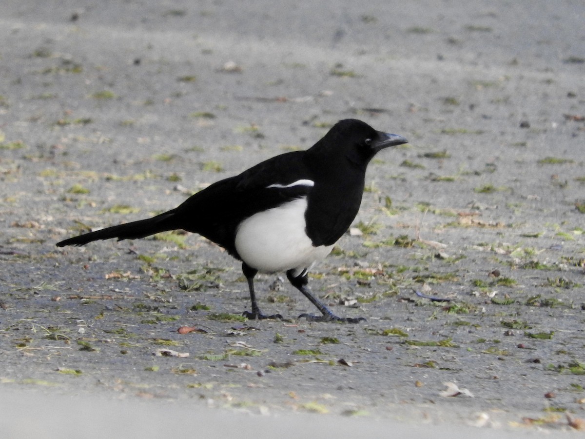 Asir Magpie - ML198644211