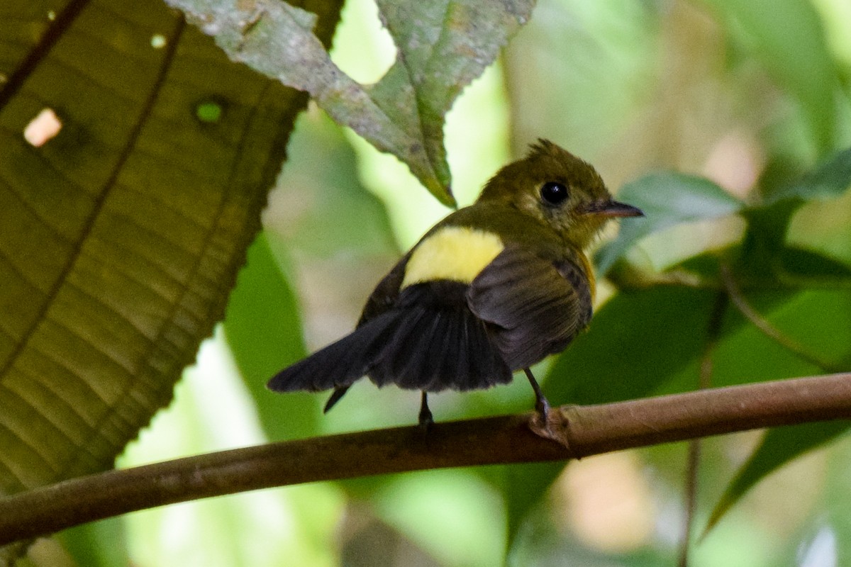 Sulphur-rumped Flycatcher - ML198646671