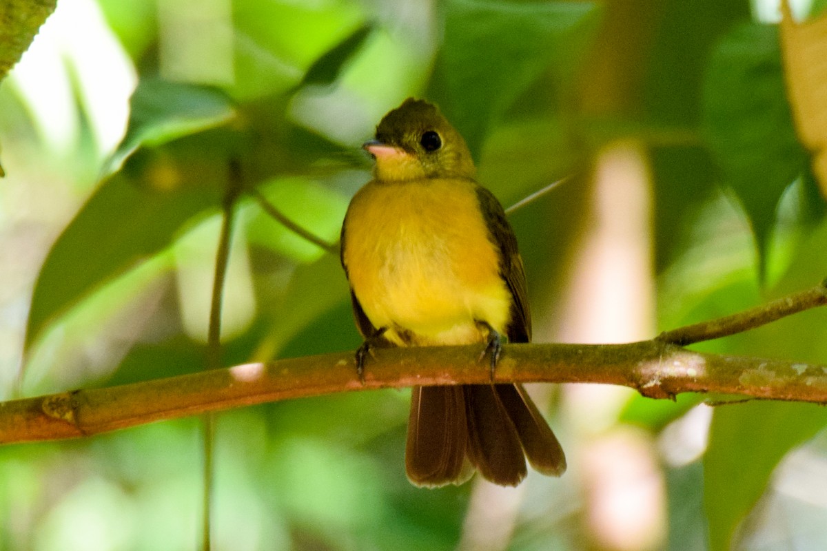 Sulphur-rumped Flycatcher - Alison Bentley