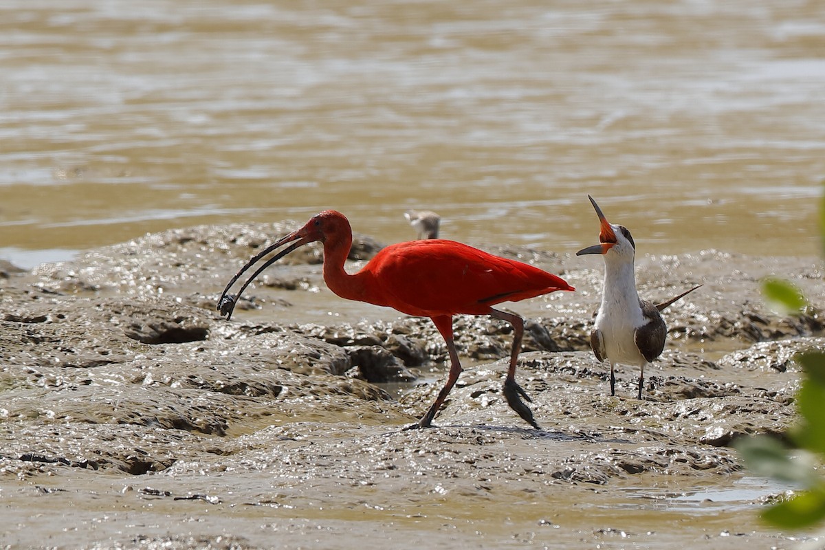 Scarlet Ibis - Holger Teichmann