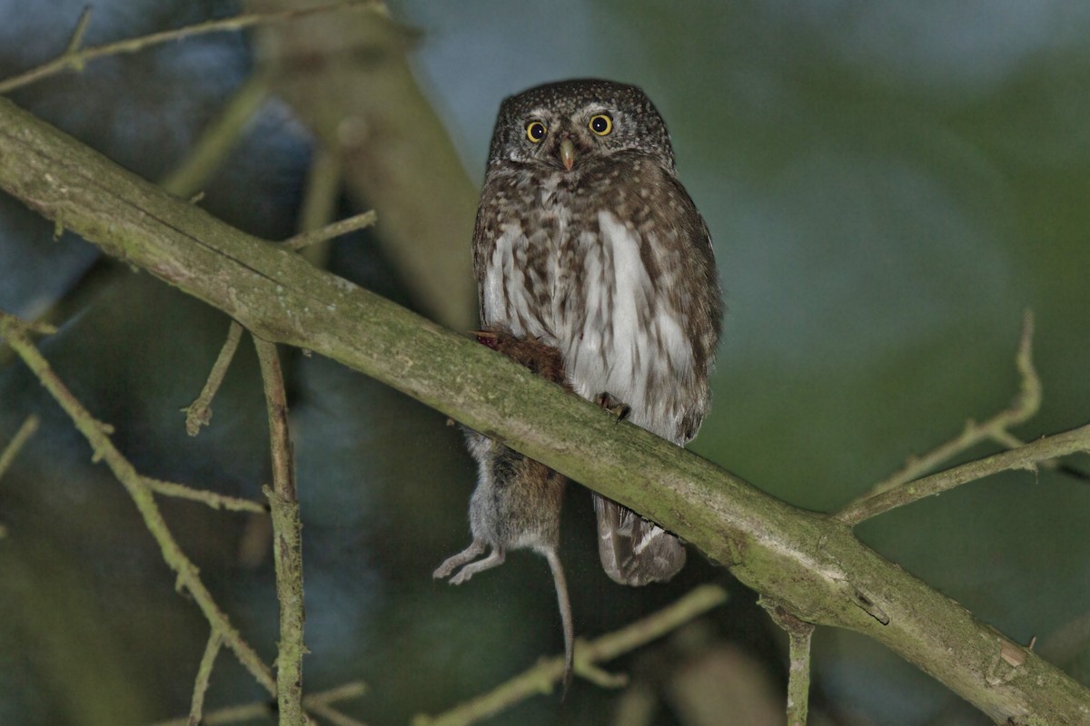 Eurasian Pygmy-Owl - ML198649521