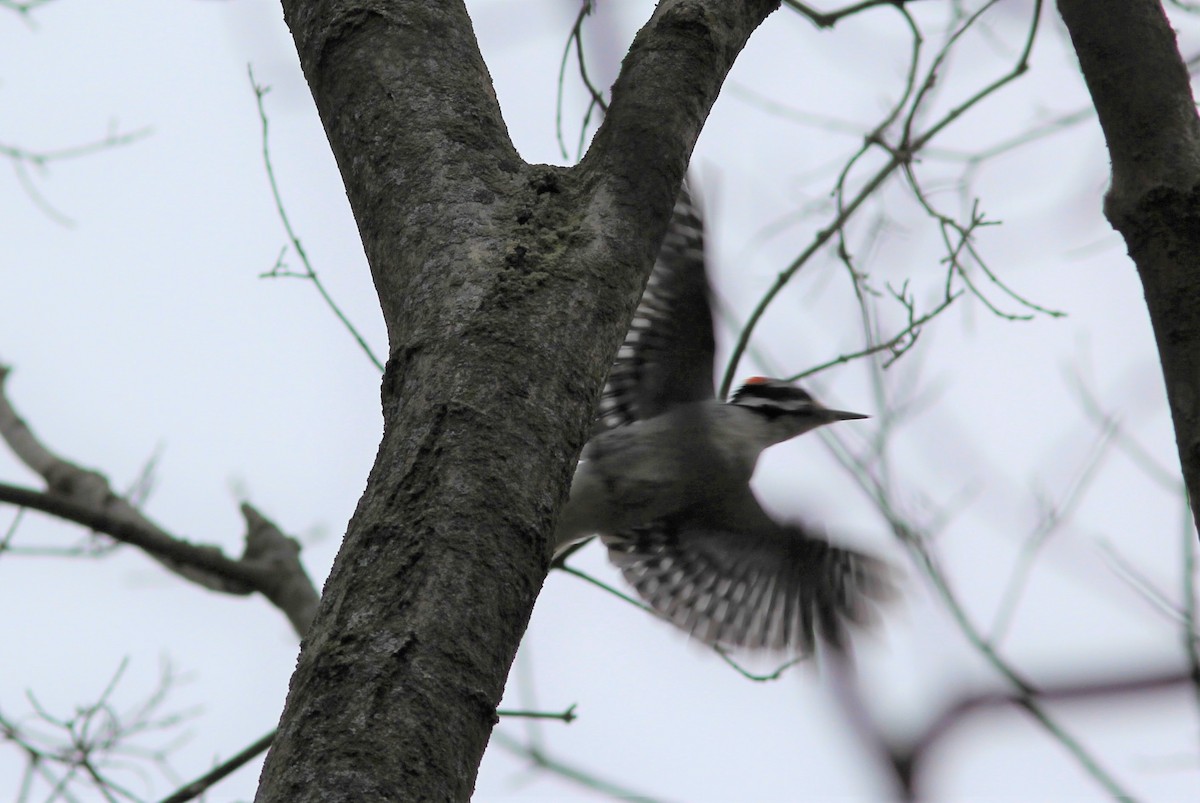 Hairy Woodpecker - ML198649781