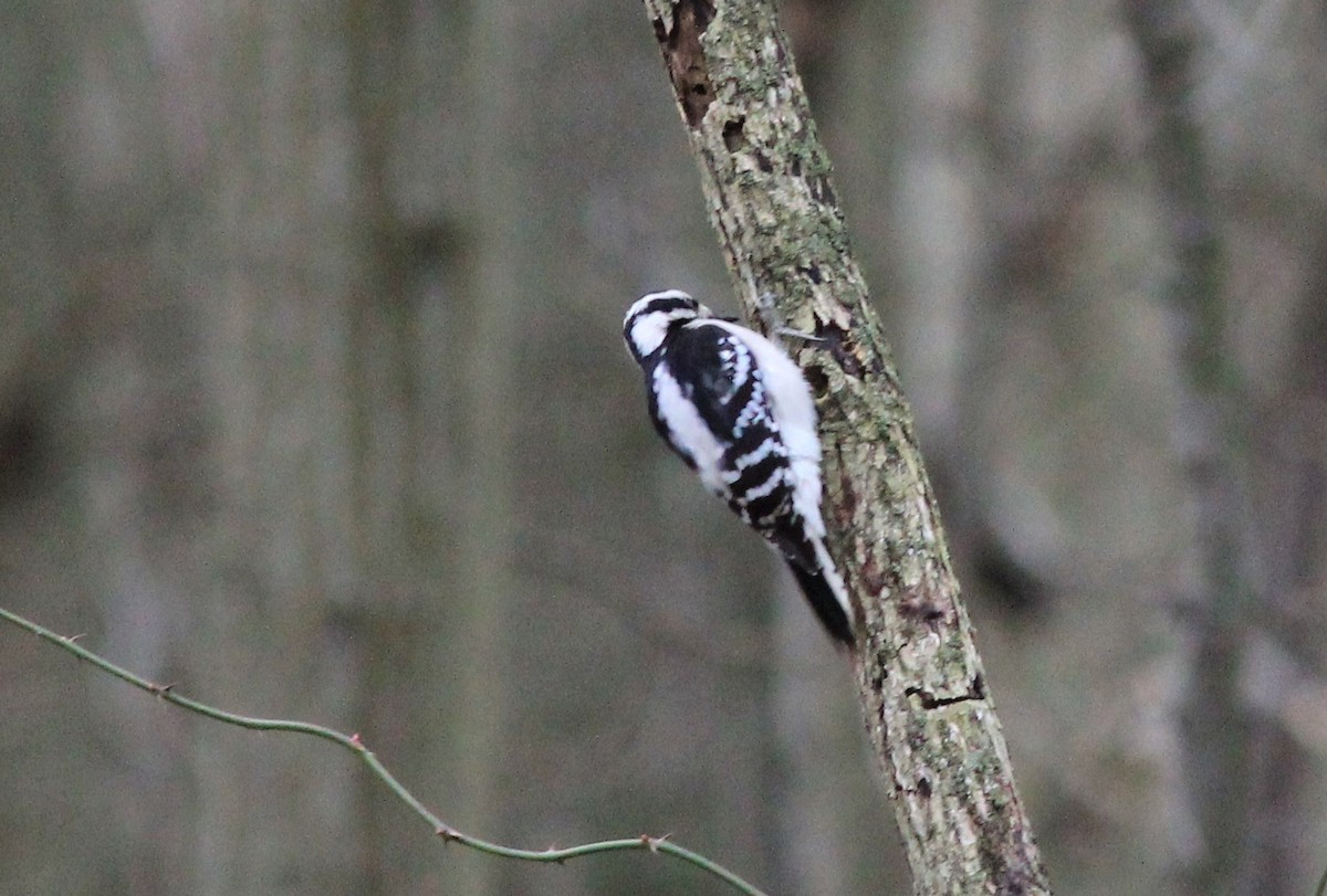 Downy Woodpecker - ML198649831