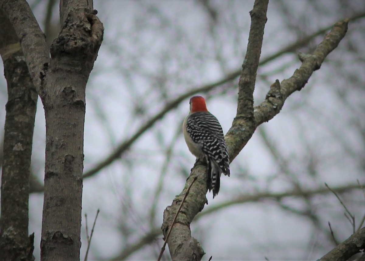Red-bellied Woodpecker - ML198649901