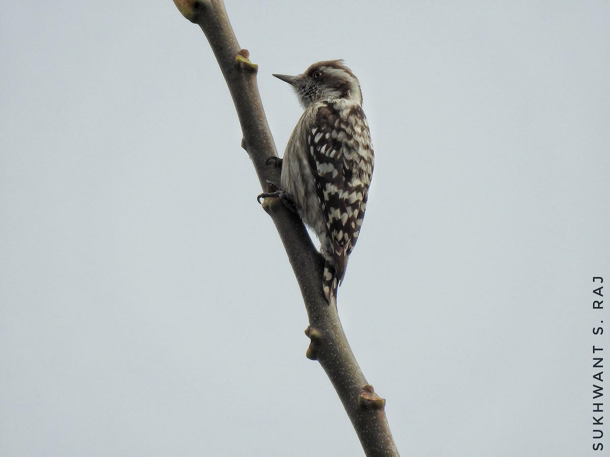 Brown-capped Pygmy Woodpecker - ML198651311
