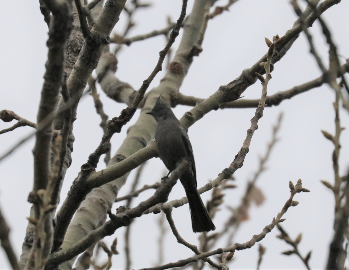 Phainopepla - ML198651981