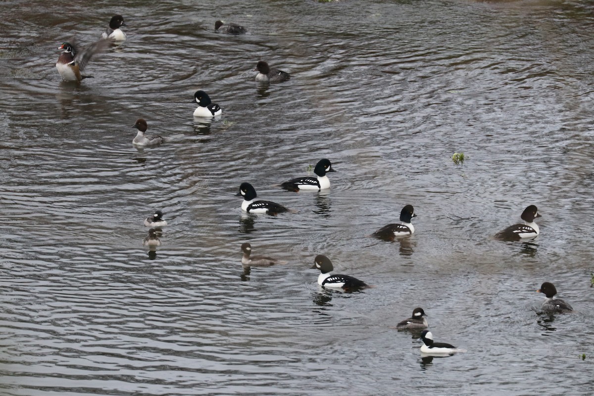 Barrow's Goldeneye - ML198652041