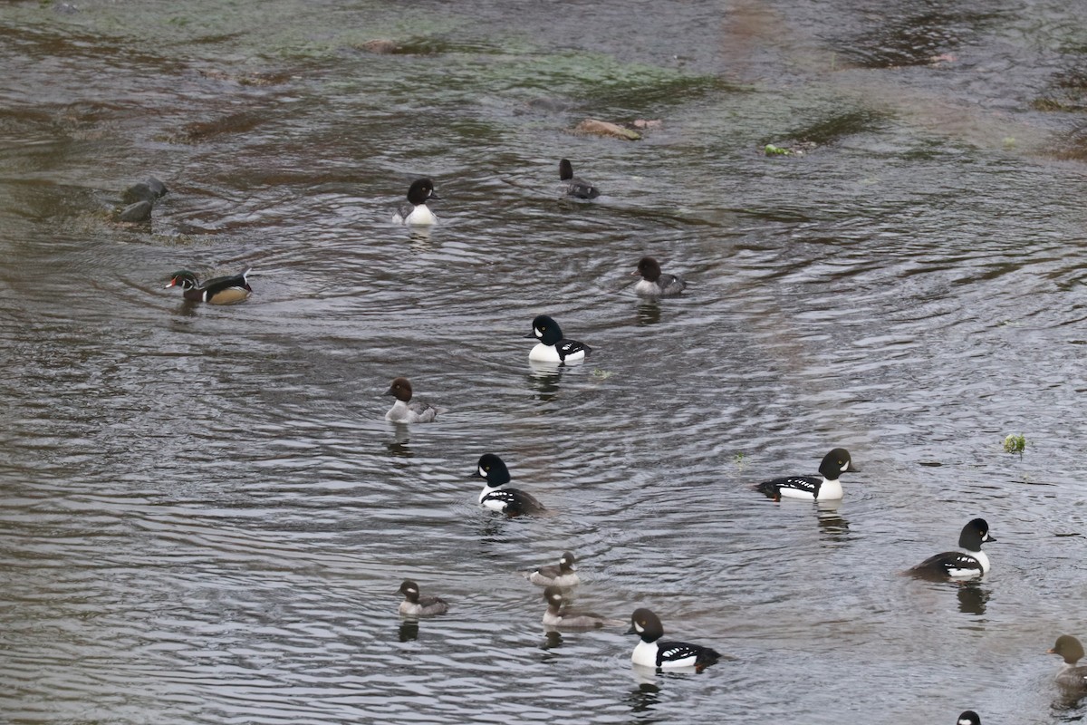 Barrow's Goldeneye - ML198652051