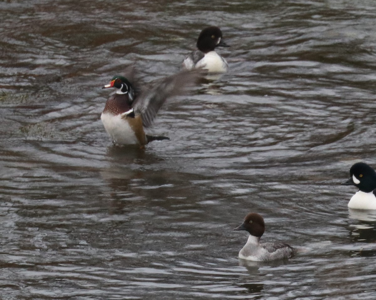 Wood Duck - ML198652761