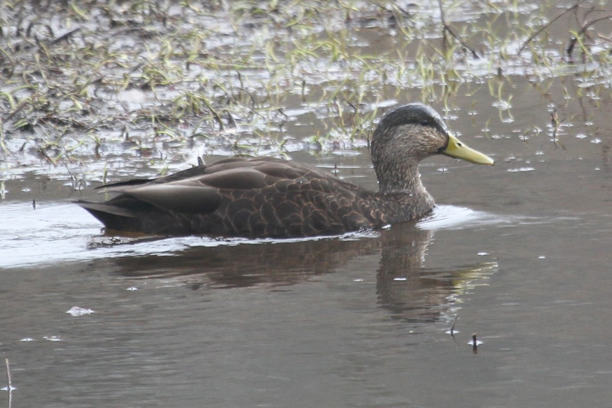 American Black Duck - Kent Fiala