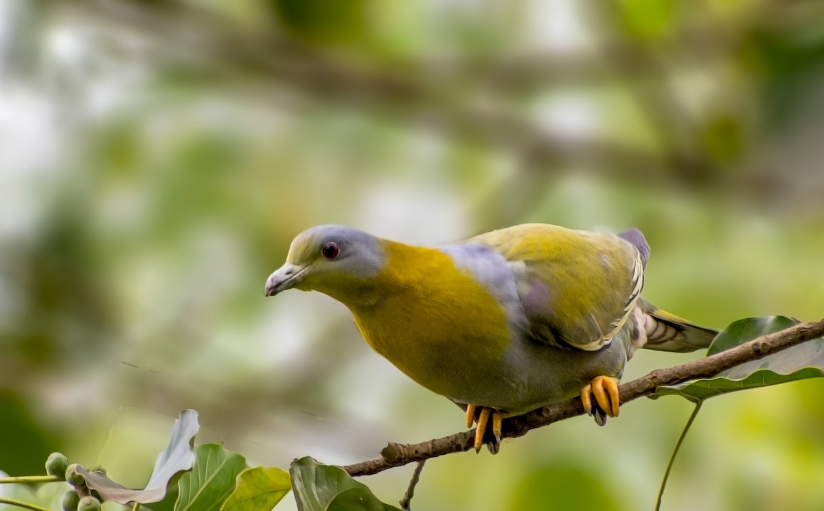 Yellow-footed Green-Pigeon - ML198653981