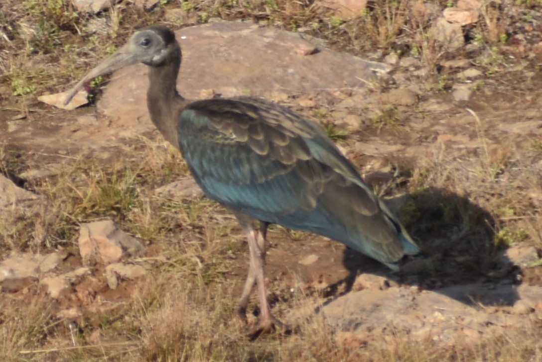 ibis bradavičnatý - ML198653991
