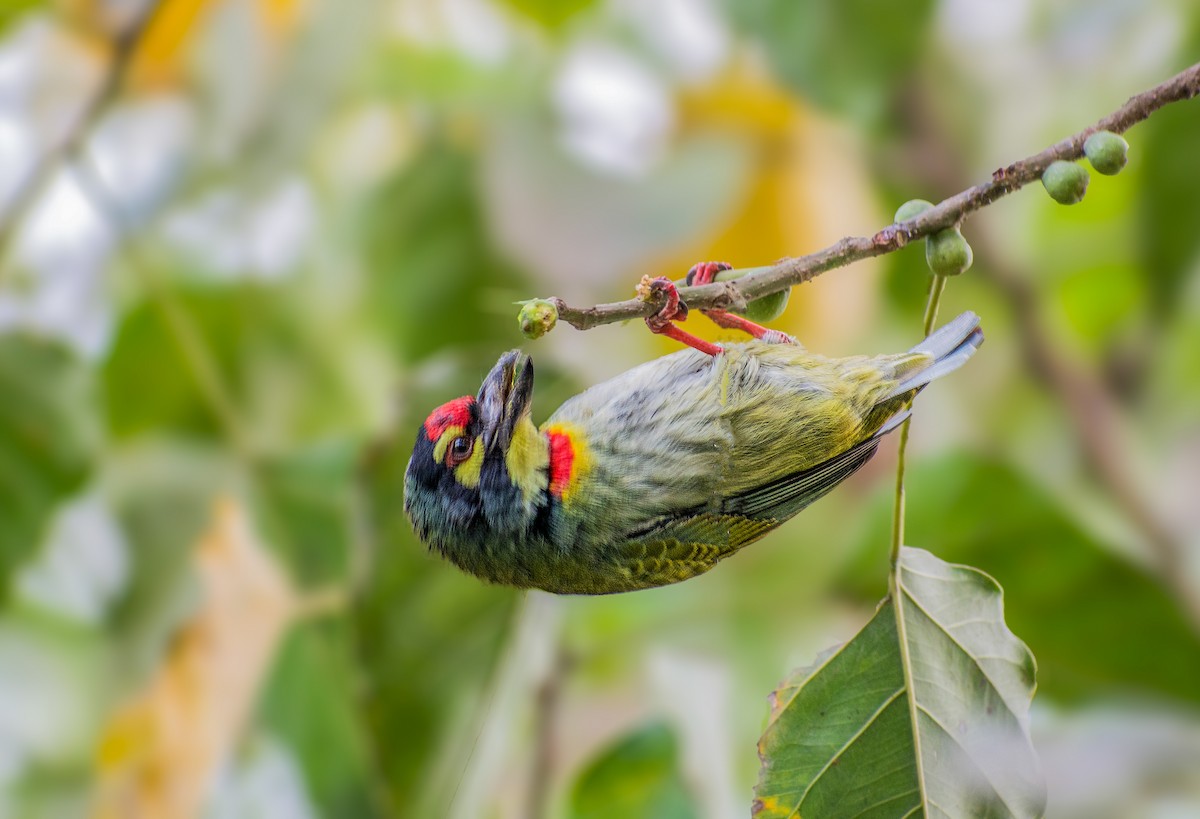 Coppersmith Barbet - ML198654091