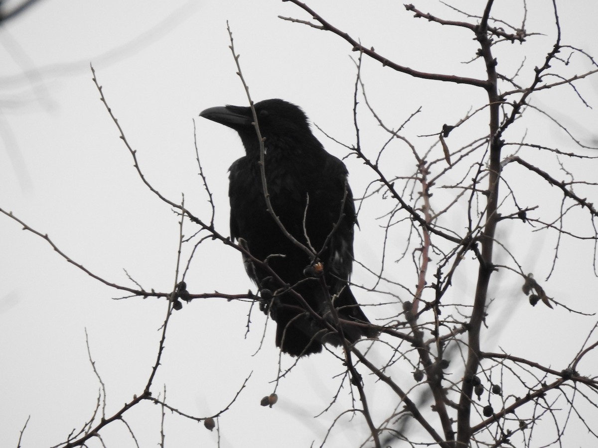 Carrion Crow - ML198655331