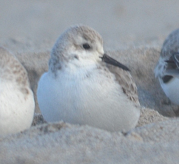 Bécasseau sanderling - ML198655491