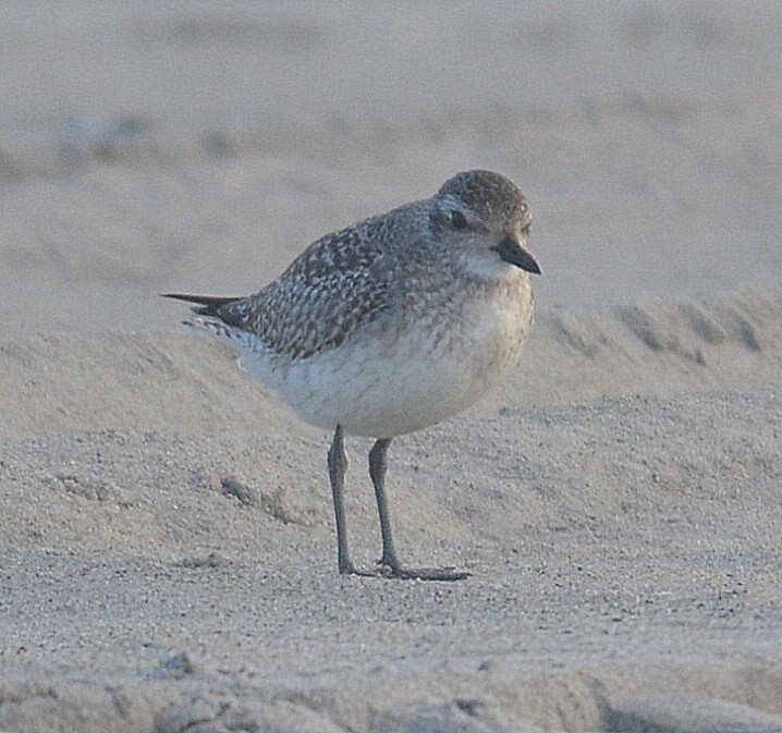 Black-bellied Plover - Richard Haimes