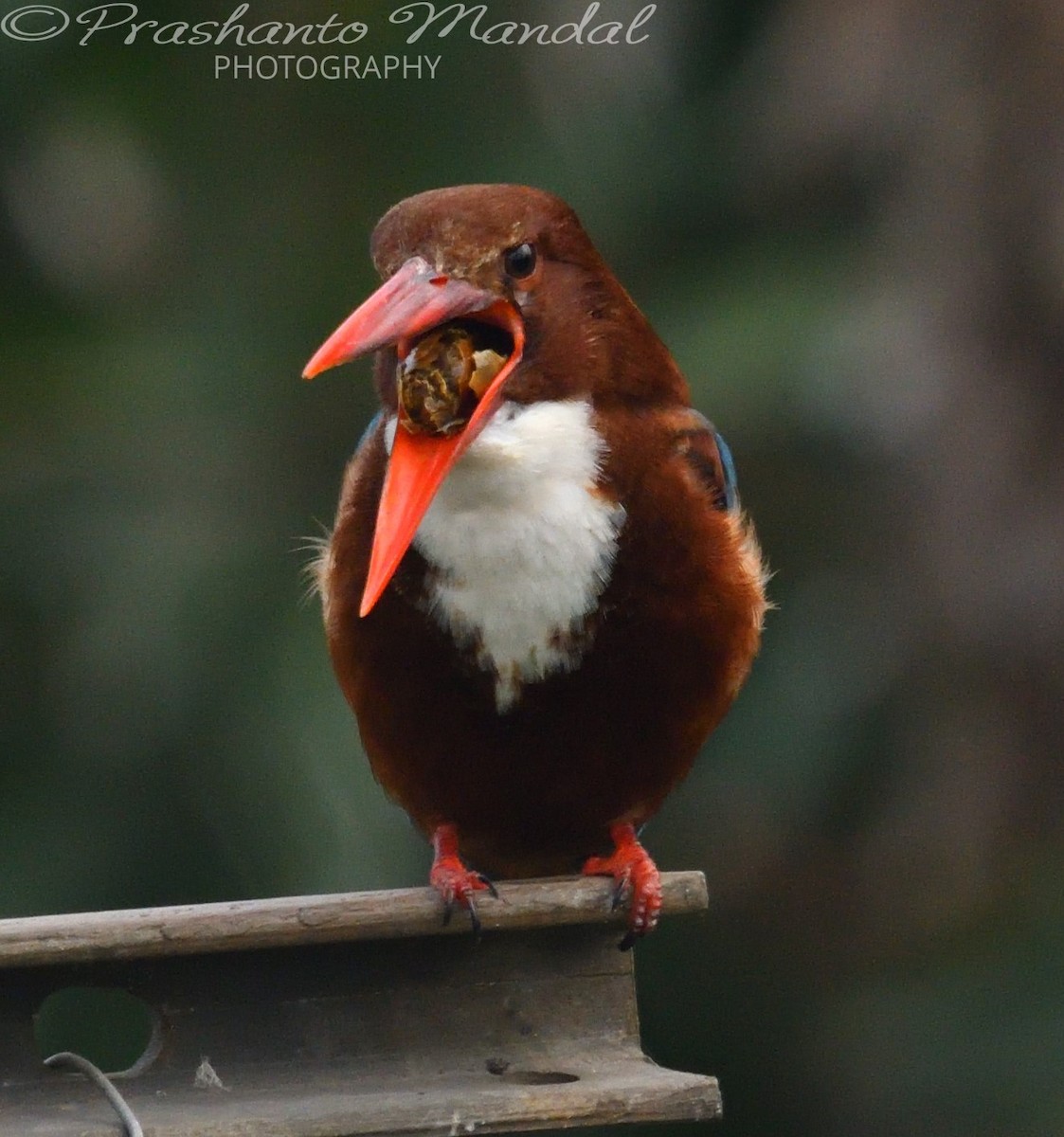 White-throated Kingfisher - ML198656381