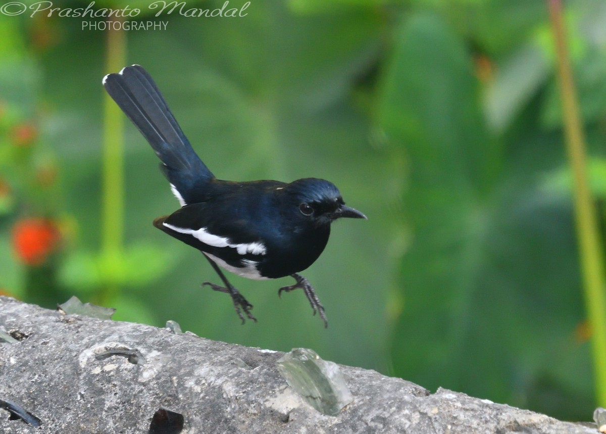 Oriental Magpie-Robin - ML198656781