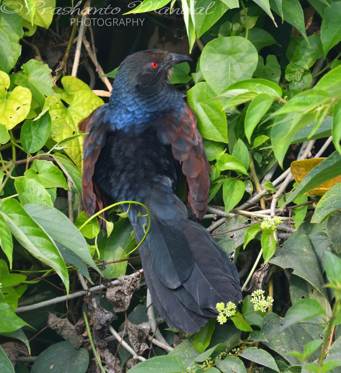 Greater Coucal - ML198657071
