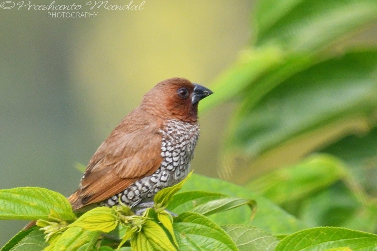Scaly-breasted Munia - ML198657131
