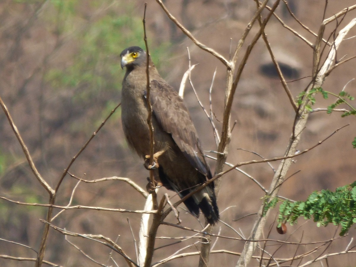 Crested Serpent-Eagle - ML198657201