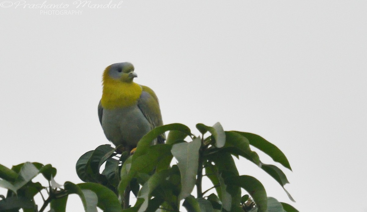 Yellow-footed Green-Pigeon - ML198657281