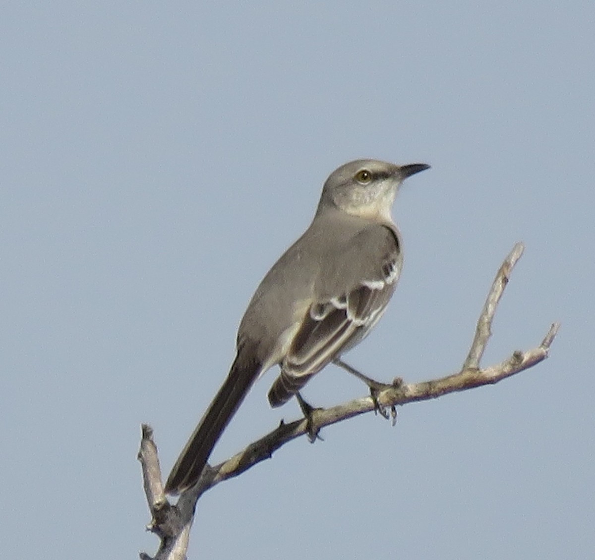 Northern Mockingbird - ML198657781