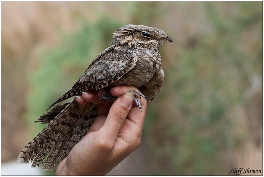 Eurasian Nightjar - ML198657921