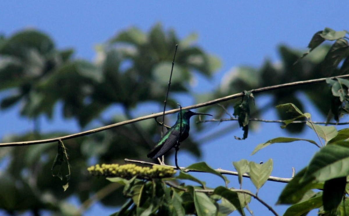 Green-breasted Mango - ML198658211