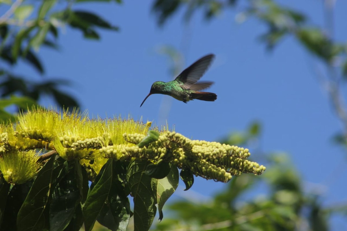 Rufous-tailed Hummingbird - ML198658291