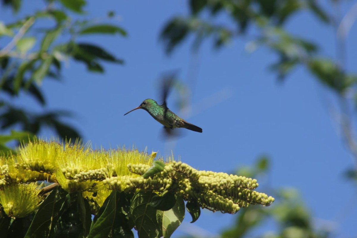 Rufous-tailed Hummingbird - ML198658351