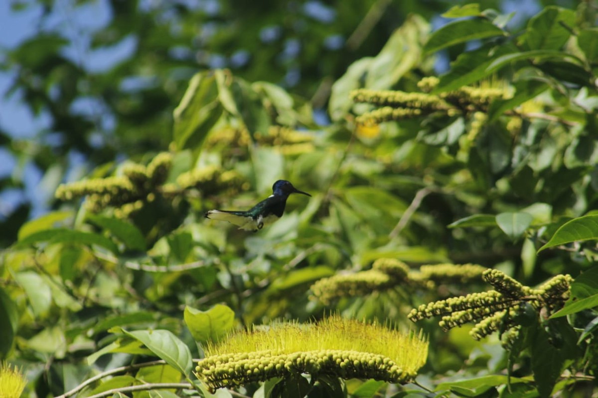 White-necked Jacobin - ML198658491