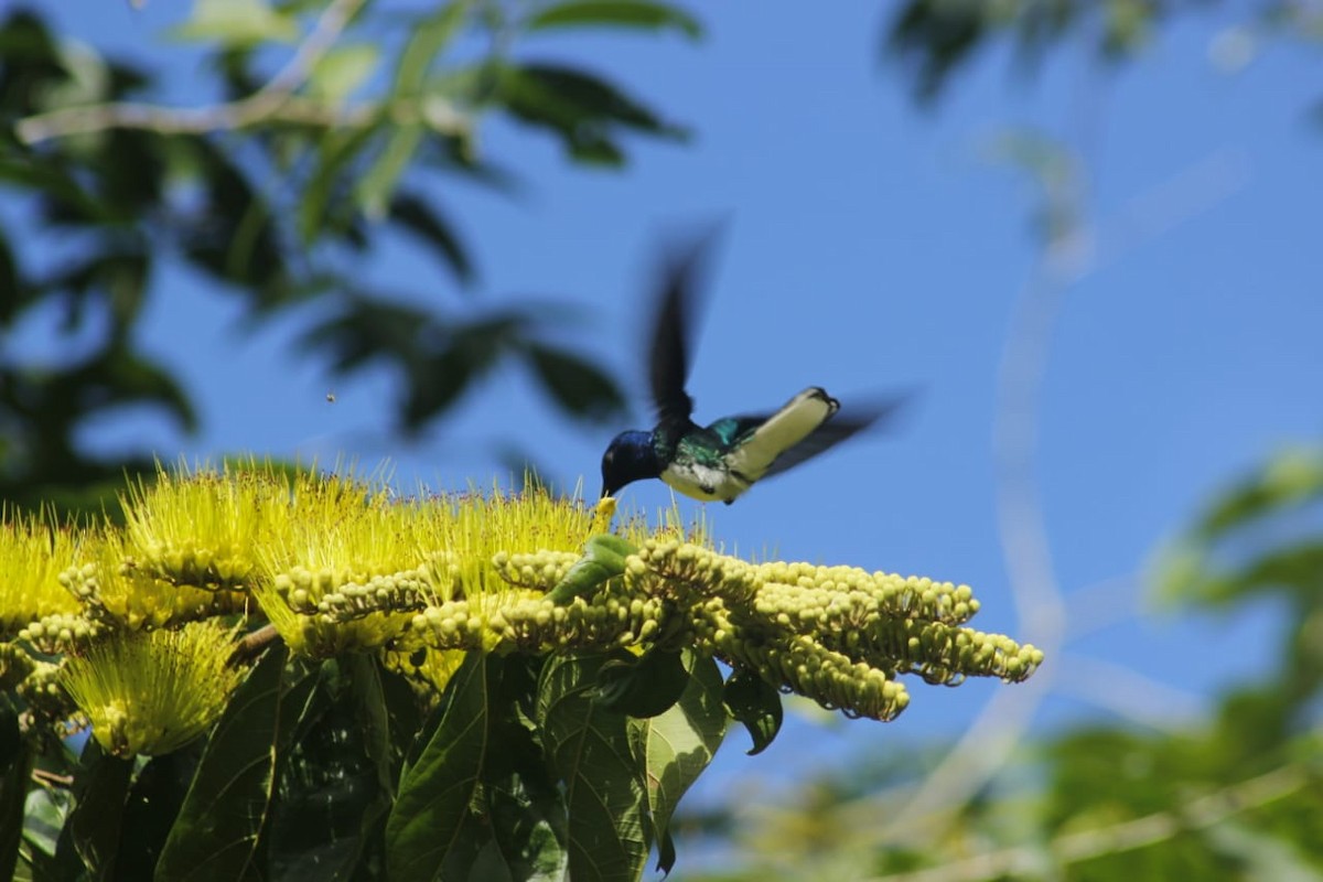 White-necked Jacobin - ML198658621