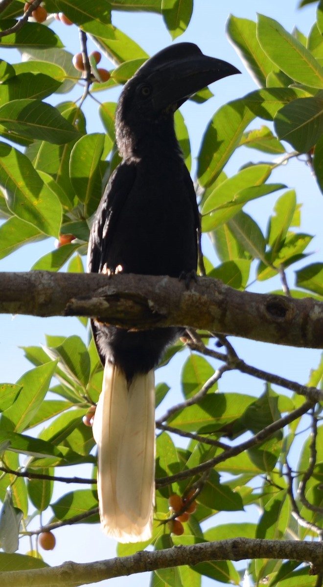 Sulu Hornbill - ML198659101