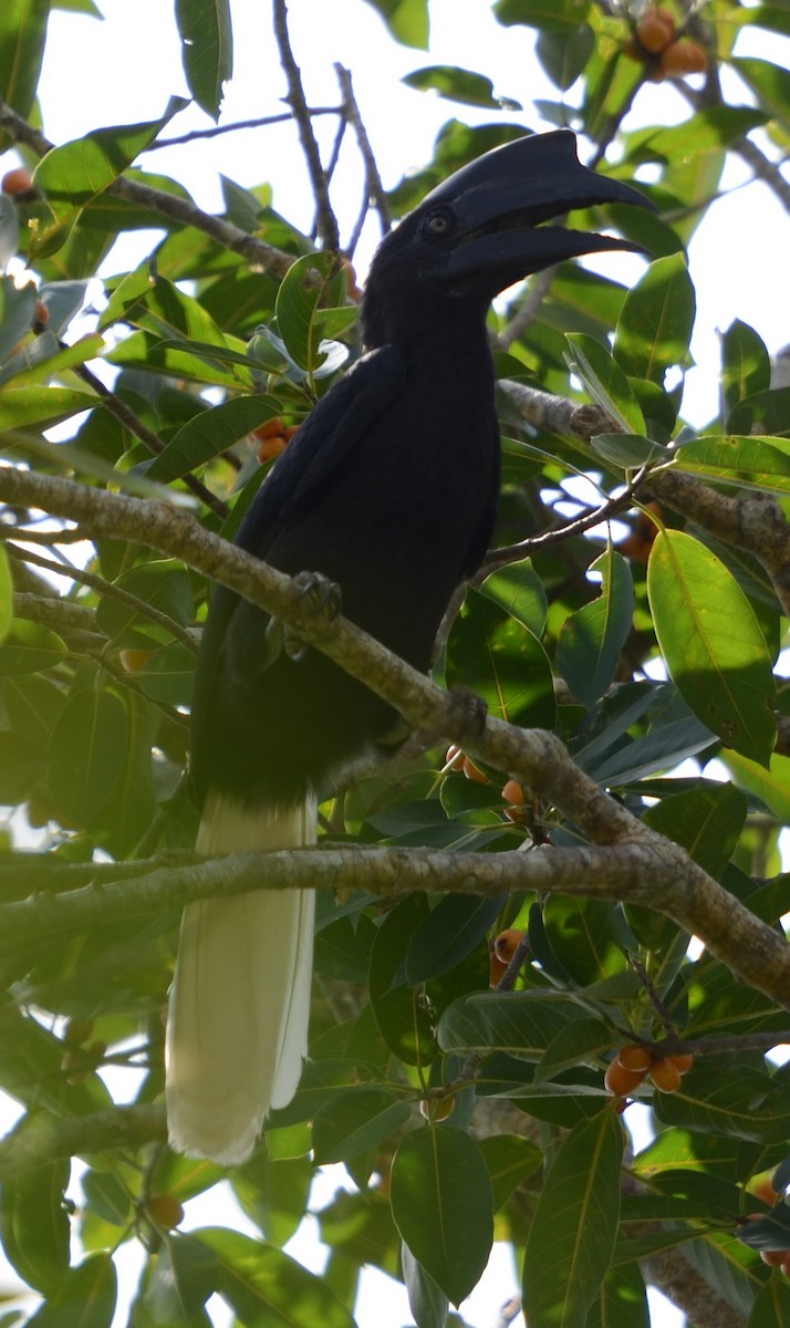 Sulu Hornbill - ML198659141