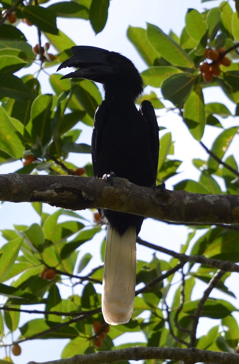 Sulu Hornbill - ML198659261