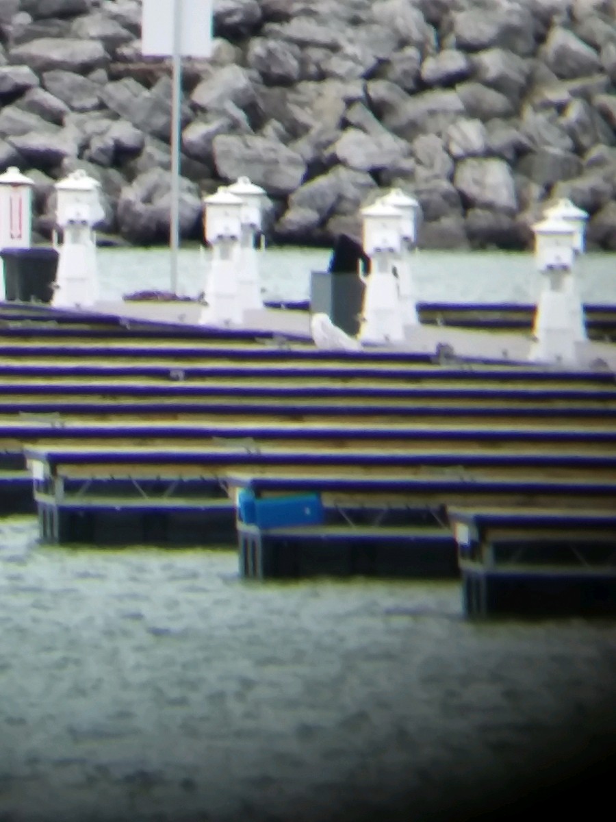 Snowy Owl - Matt Nusstein