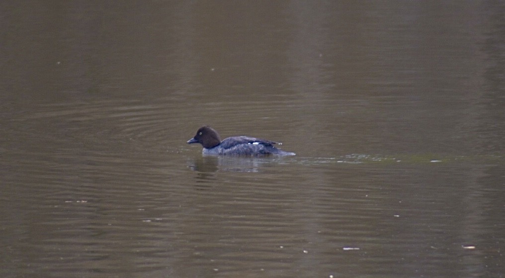 Common Goldeneye - ML198662251