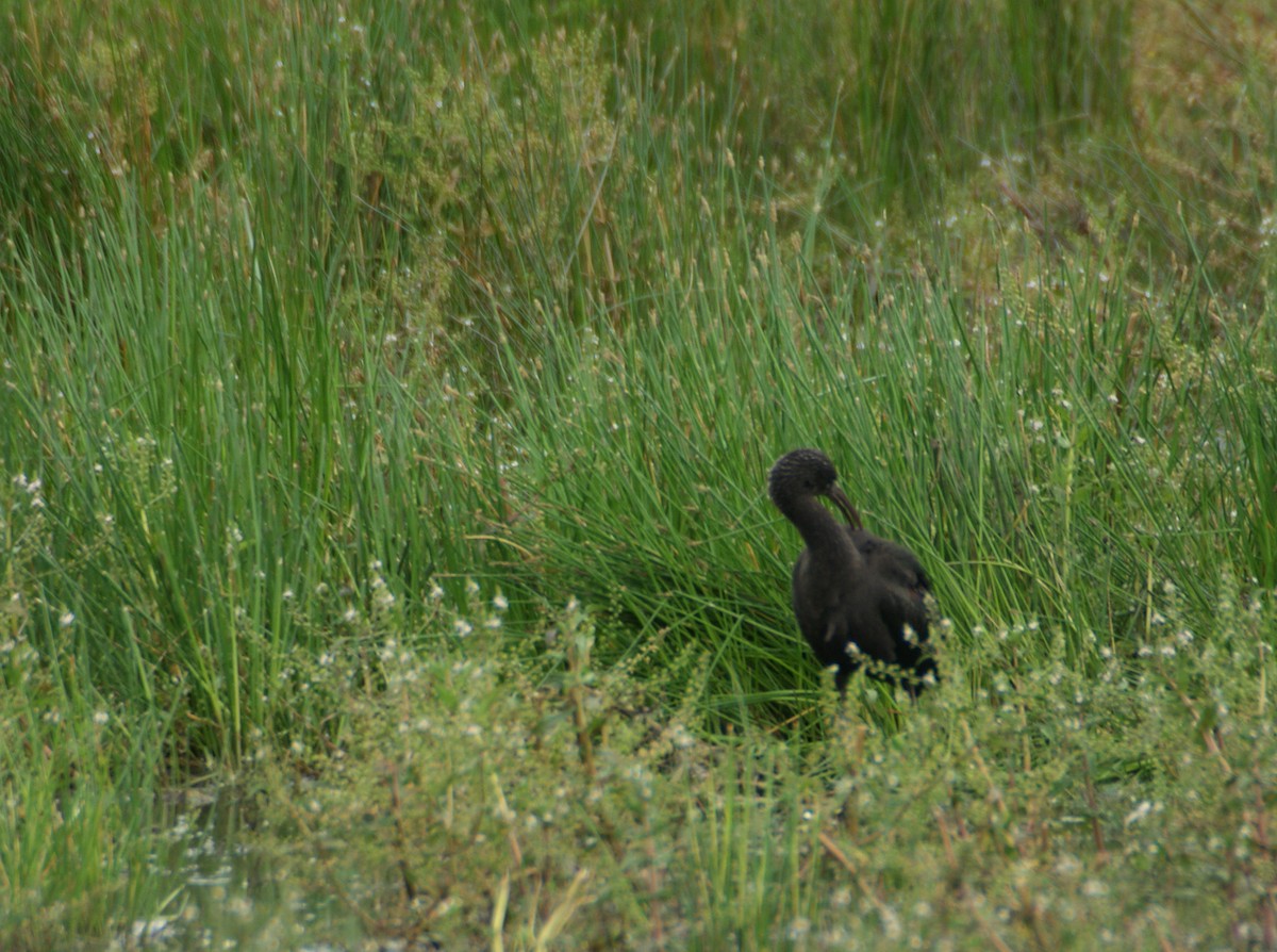 Ibis falcinelle - ML198663511