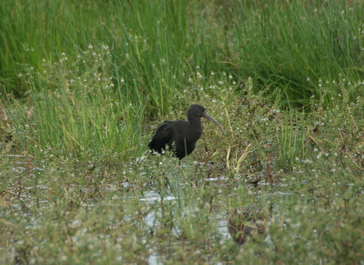 Ibis falcinelle - ML198663521