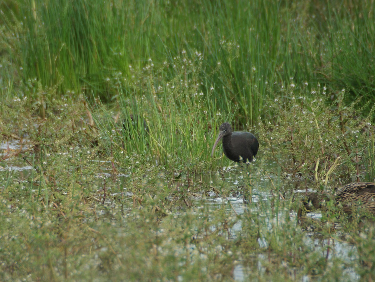 Ibis falcinelle - ML198663551