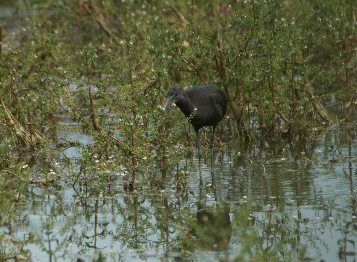 Ibis falcinelle - ML198663571