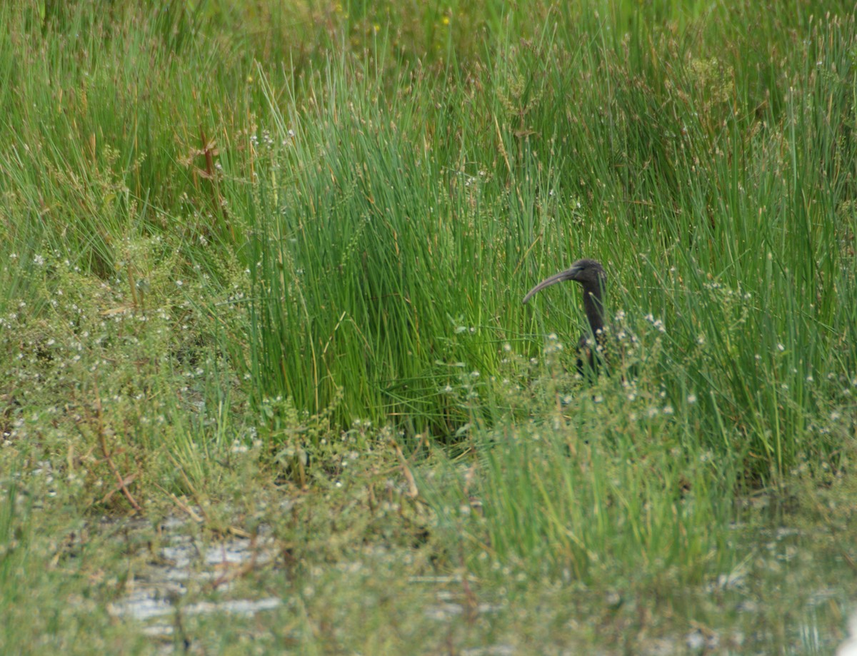 Ibis falcinelle - ML198663801